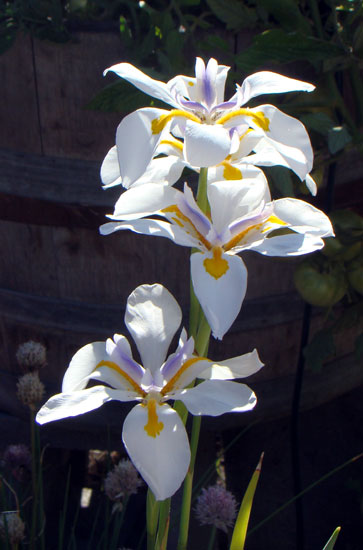 dietes flowers