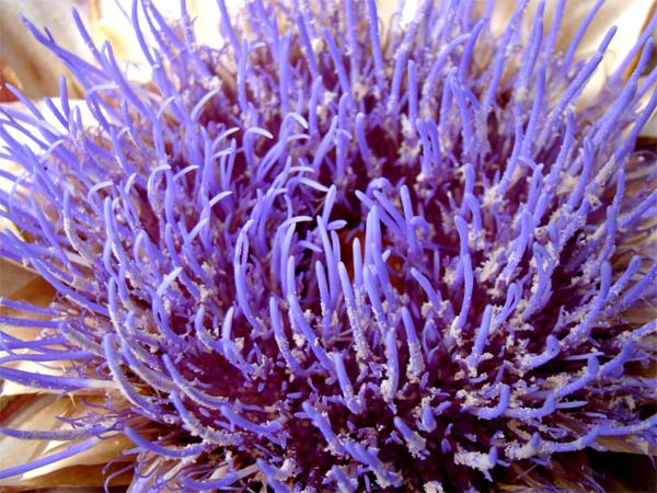 artichoke blossom