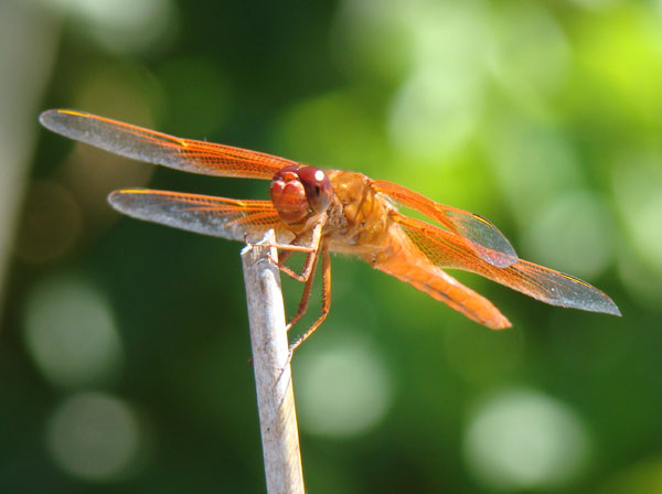 red dragonfly