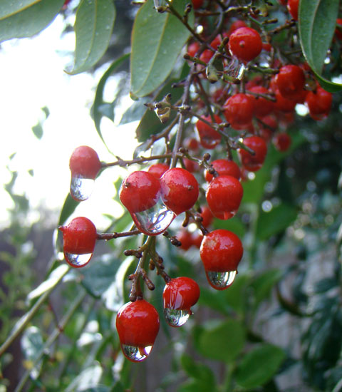 Nandina rain