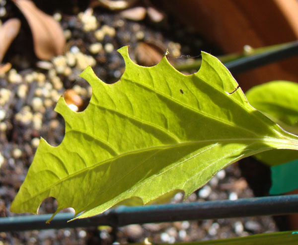 leafcutter bee damage