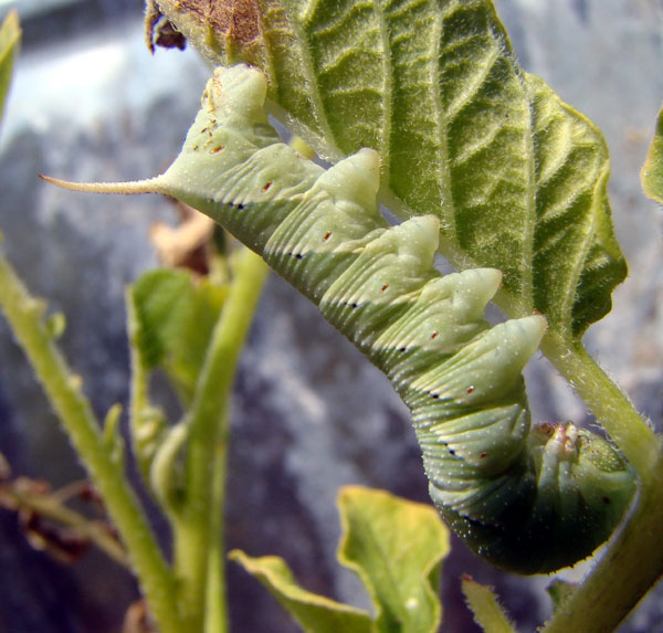 Hornworm