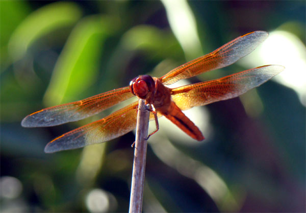 red dragonfly