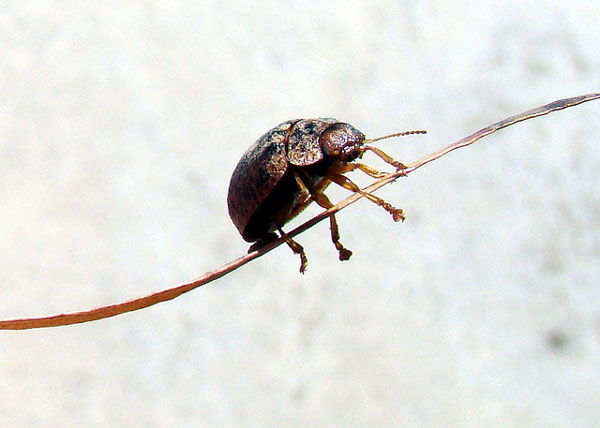 Beetle on leaf