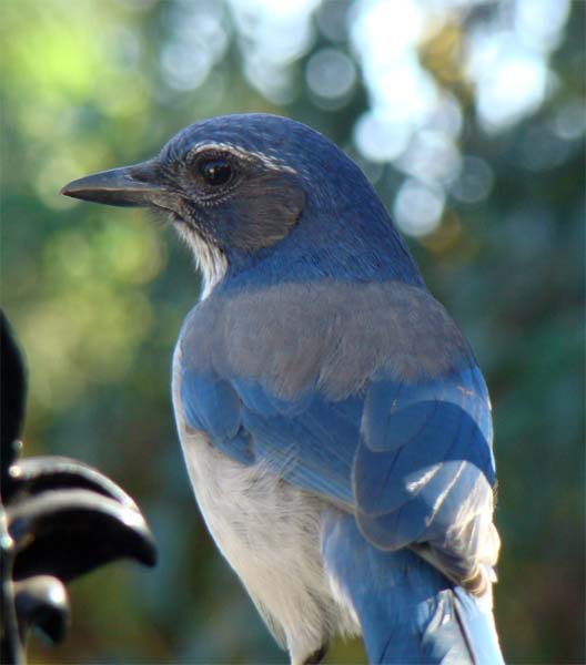 scrub jay