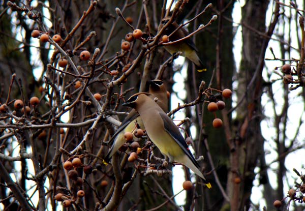 cedar waxwings