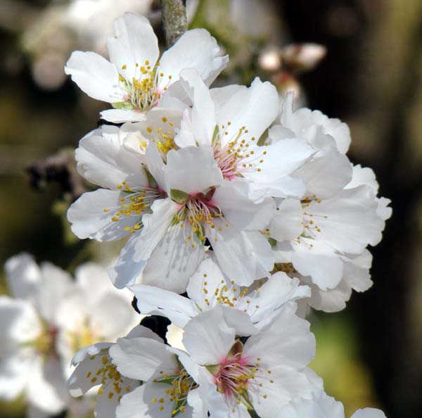 Almond Blossom