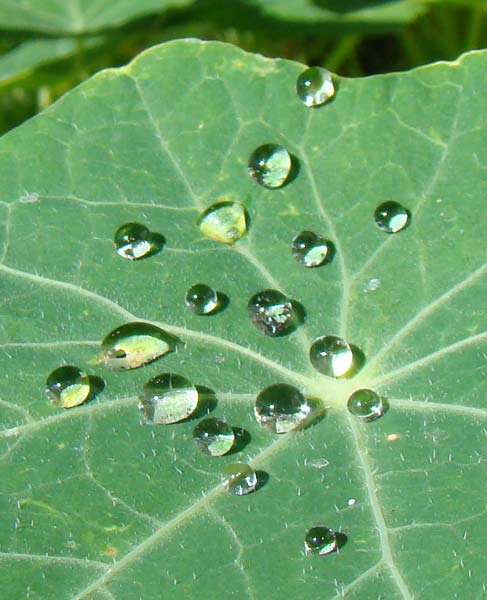 water droplets on nasturtium leaf