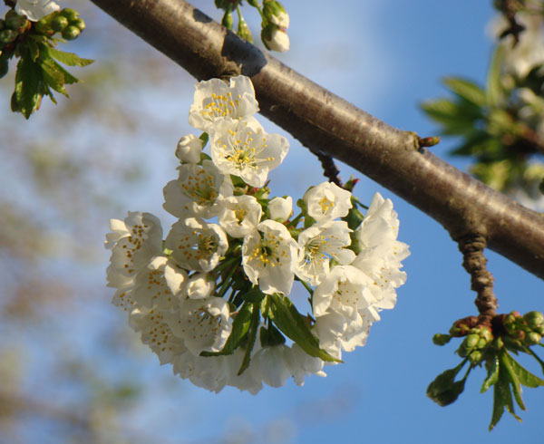 Cherry blossoms