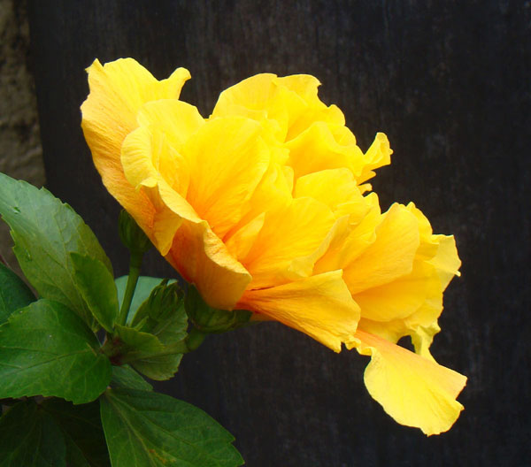 yellow hibiscus