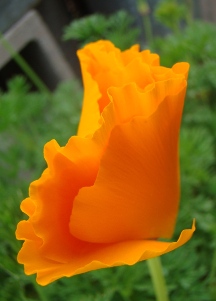 California poppy