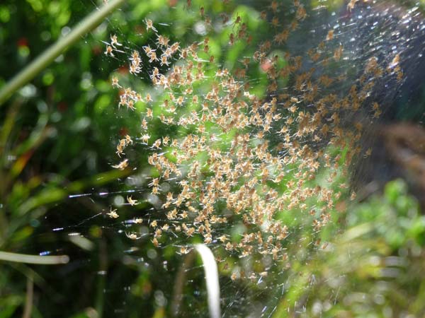 cluster of baby spiders