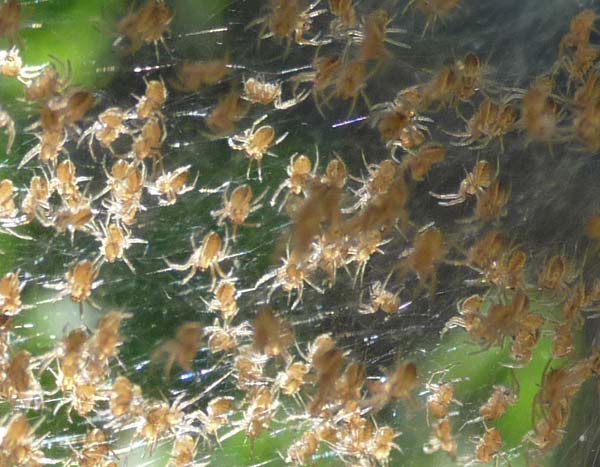 spiders newly hatched
