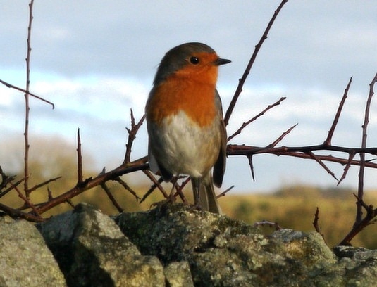 A robin