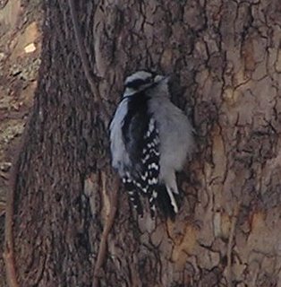 Downy woodpecker, Iowa
