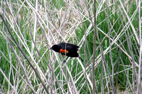 red winged blackbird