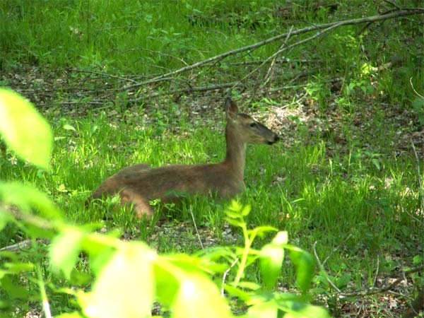 Deer in forest