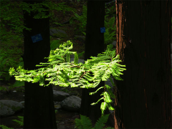 conifer branch in sunlight