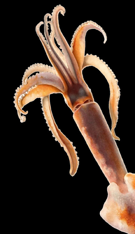 Cover image.