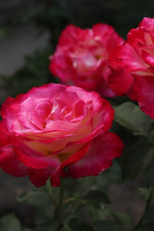 Cover image.